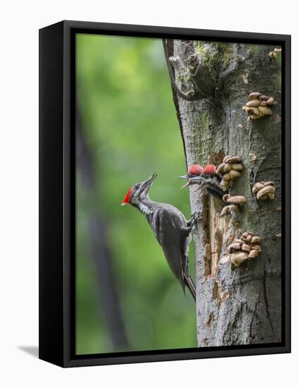 USA, Washington. Pileated Woodpecker at Nest Hole Feeding Chicks-Gary Luhm-Framed Stretched Canvas