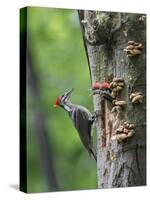 USA, Washington. Pileated Woodpecker at Nest Hole Feeding Chicks-Gary Luhm-Stretched Canvas