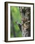 USA, Washington. Pileated Woodpecker at Nest Hole Feeding Chicks-Gary Luhm-Framed Photographic Print