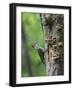 USA, Washington. Pileated Woodpecker at Nest Hole Feeding Chicks-Gary Luhm-Framed Photographic Print