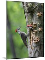 USA, Washington. Pileated Woodpecker at Nest Hole Feeding Chicks-Gary Luhm-Mounted Photographic Print