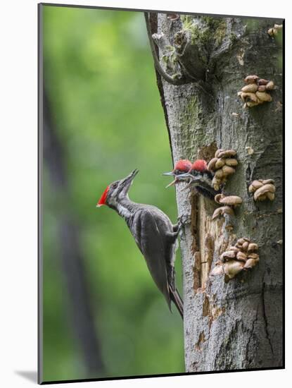 USA, Washington. Pileated Woodpecker at Nest Hole Feeding Chicks-Gary Luhm-Mounted Photographic Print