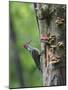 USA, Washington. Pileated Woodpecker at Nest Hole Feeding Chicks-Gary Luhm-Mounted Photographic Print