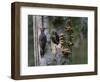 USA, Washington. Pileated Woodpecker at Nest Hole Feeding Chicks-Gary Luhm-Framed Photographic Print