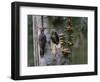 USA, Washington. Pileated Woodpecker at Nest Hole Feeding Chicks-Gary Luhm-Framed Photographic Print