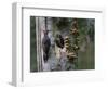 USA, Washington. Pileated Woodpecker at Nest Hole Feeding Chicks-Gary Luhm-Framed Photographic Print