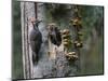 USA, Washington. Pileated Woodpecker at Nest Hole Feeding Chicks-Gary Luhm-Mounted Photographic Print