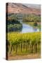 USA, Washington, Red Mountain. Vineyard on with the Yakima River-Richard Duval-Stretched Canvas