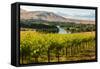 USA, Washington, Red Mountain. Vineyard on with the Yakima River-Richard Duval-Framed Stretched Canvas