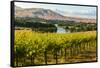 USA, Washington, Red Mountain. Vineyard on with the Yakima River-Richard Duval-Framed Stretched Canvas