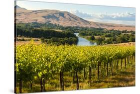 USA, Washington, Red Mountain. Vineyard on with the Yakima River-Richard Duval-Stretched Canvas