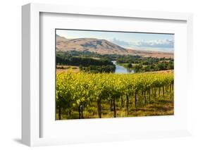 USA, Washington, Red Mountain. Vineyard on with the Yakima River-Richard Duval-Framed Photographic Print