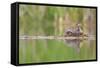 USA, Washington. Red-Necked Grebe on Floating Nest-Gary Luhm-Framed Stretched Canvas