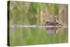 USA, Washington. Red-Necked Grebe on Floating Nest-Gary Luhm-Stretched Canvas