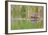 USA, Washington. Red-Necked Grebe on Floating Nest-Gary Luhm-Framed Photographic Print