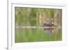 USA, Washington. Red-Necked Grebe on Floating Nest-Gary Luhm-Framed Photographic Print