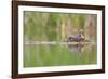 USA, Washington. Red-Necked Grebe on Floating Nest-Gary Luhm-Framed Photographic Print