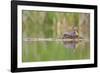 USA, Washington. Red-Necked Grebe on Floating Nest-Gary Luhm-Framed Photographic Print