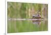 USA, Washington. Red-Necked Grebe on Floating Nest-Gary Luhm-Framed Photographic Print