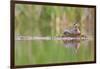 USA, Washington. Red-Necked Grebe on Floating Nest-Gary Luhm-Framed Photographic Print