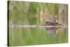 USA, Washington. Red-Necked Grebe on Floating Nest-Gary Luhm-Stretched Canvas