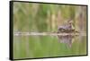 USA, Washington. Red-Necked Grebe on Floating Nest-Gary Luhm-Framed Stretched Canvas