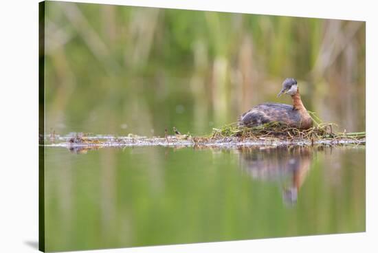 USA, Washington. Red-Necked Grebe on Floating Nest-Gary Luhm-Stretched Canvas