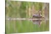 USA, Washington. Red-Necked Grebe on Floating Nest-Gary Luhm-Stretched Canvas