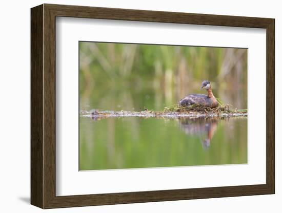 USA, Washington. Red-Necked Grebe on Floating Nest-Gary Luhm-Framed Photographic Print