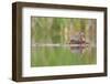 USA, Washington. Red-Necked Grebe on Floating Nest-Gary Luhm-Framed Photographic Print