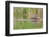 USA, Washington. Red-Necked Grebe on Floating Nest-Gary Luhm-Framed Photographic Print