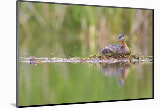 USA, Washington. Red-Necked Grebe on Floating Nest-Gary Luhm-Mounted Photographic Print