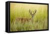 USA, Washington, Ridgefield NWR, a Columbian White-tailed Deer buck.-Rick A. Brown-Framed Stretched Canvas