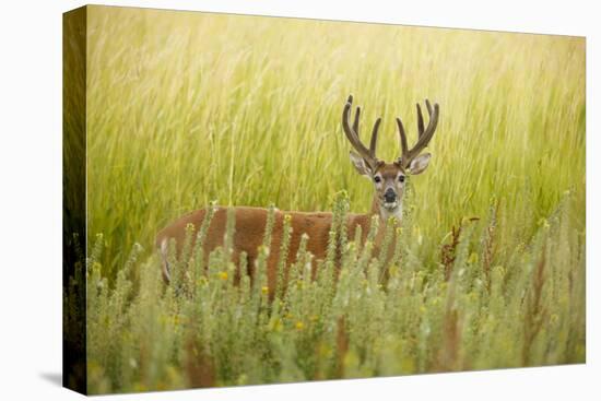 USA, Washington, Ridgefield NWR, a Columbian White-tailed Deer buck.-Rick A. Brown-Stretched Canvas