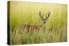 USA, Washington, Ridgefield NWR, a Columbian White-tailed Deer buck.-Rick A. Brown-Stretched Canvas