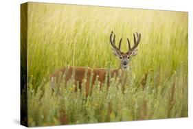 USA, Washington, Ridgefield NWR, a Columbian White-tailed Deer buck.-Rick A. Brown-Stretched Canvas