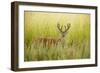 USA, Washington, Ridgefield NWR, a Columbian White-tailed Deer buck.-Rick A. Brown-Framed Photographic Print