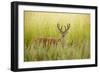 USA, Washington, Ridgefield NWR, a Columbian White-tailed Deer buck.-Rick A. Brown-Framed Photographic Print