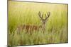 USA, Washington, Ridgefield NWR, a Columbian White-tailed Deer buck.-Rick A. Brown-Mounted Photographic Print