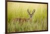 USA, Washington, Ridgefield NWR, a Columbian White-tailed Deer buck.-Rick A. Brown-Framed Photographic Print