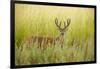 USA, Washington, Ridgefield NWR, a Columbian White-tailed Deer buck.-Rick A. Brown-Framed Photographic Print