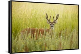 USA, Washington, Ridgefield NWR, a Columbian White-tailed Deer buck.-Rick A. Brown-Framed Stretched Canvas