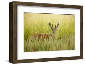 USA, Washington, Ridgefield NWR, a Columbian White-tailed Deer buck.-Rick A. Brown-Framed Photographic Print