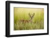 USA, Washington, Ridgefield NWR, a Columbian White-tailed Deer buck.-Rick A. Brown-Framed Photographic Print