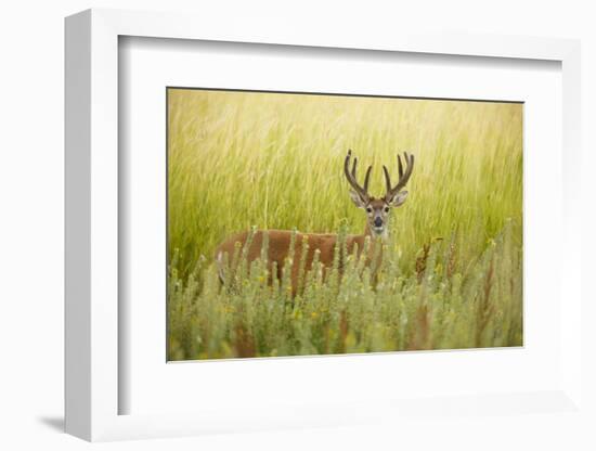 USA, Washington, Ridgefield NWR, a Columbian White-tailed Deer buck.-Rick A. Brown-Framed Photographic Print