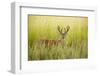 USA, Washington, Ridgefield NWR, a Columbian White-tailed Deer buck.-Rick A. Brown-Framed Photographic Print