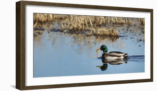 USA, Washington, Ridgefield Nwr, Mallard (Anas Plathyrhynchos) Drake-Rick A. Brown-Framed Photographic Print