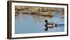 USA, Washington, Ridgefield Nwr, Mallard (Anas Plathyrhynchos) Drake-Rick A. Brown-Framed Photographic Print