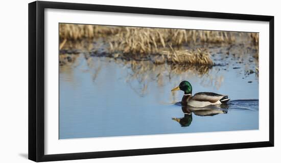 USA, Washington, Ridgefield Nwr, Mallard (Anas Plathyrhynchos) Drake-Rick A. Brown-Framed Photographic Print