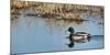 USA, Washington, Ridgefield Nwr, Mallard (Anas Plathyrhynchos) Drake-Rick A. Brown-Mounted Photographic Print